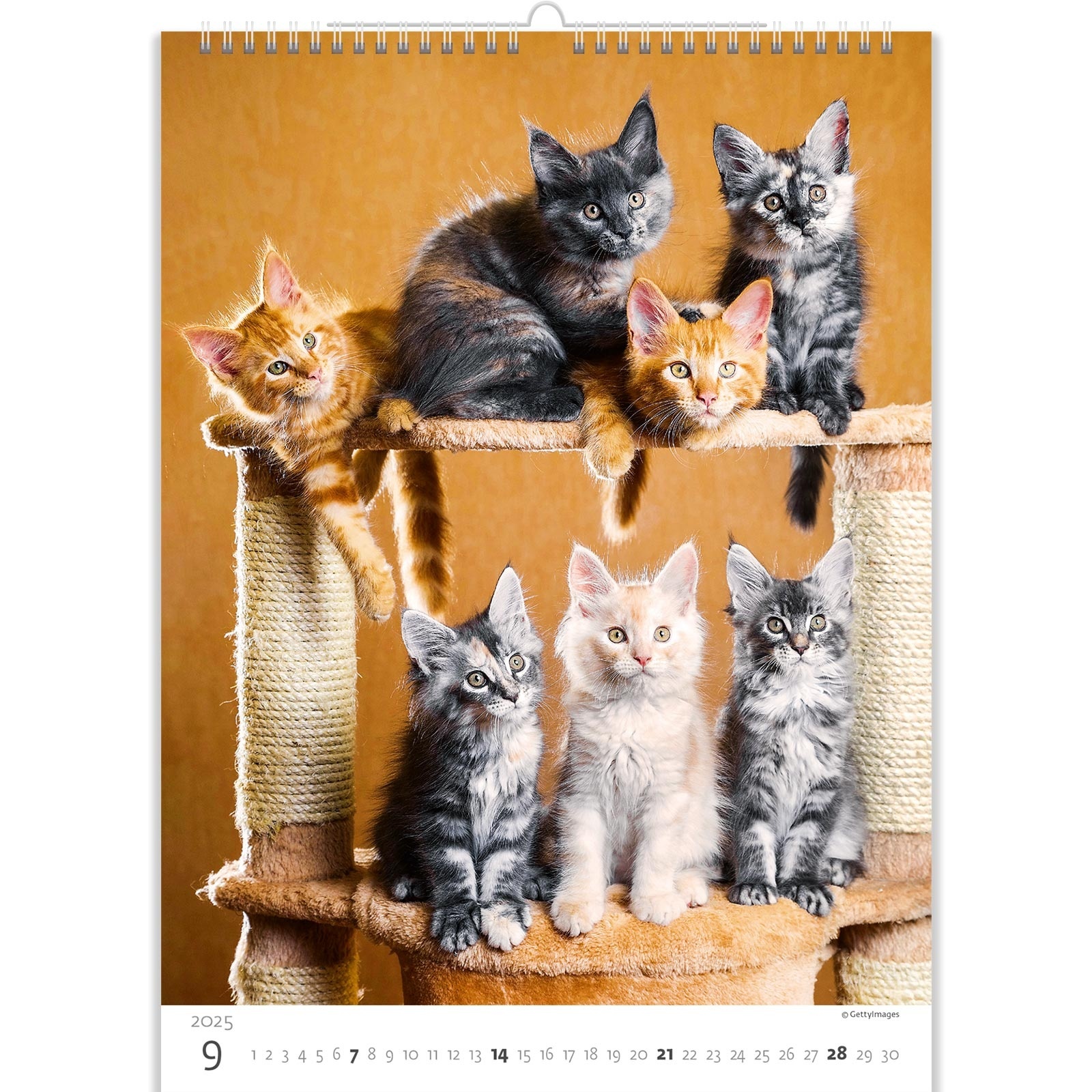 Buying Kittens Calendar 2025? Quick and easy online