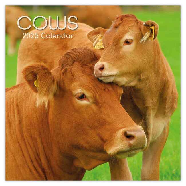 Cows Calendar 2025