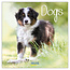 Korsch Verlag Dogs Calendar 2025