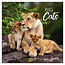 Korsch Verlag Big Cats Calendar 2025