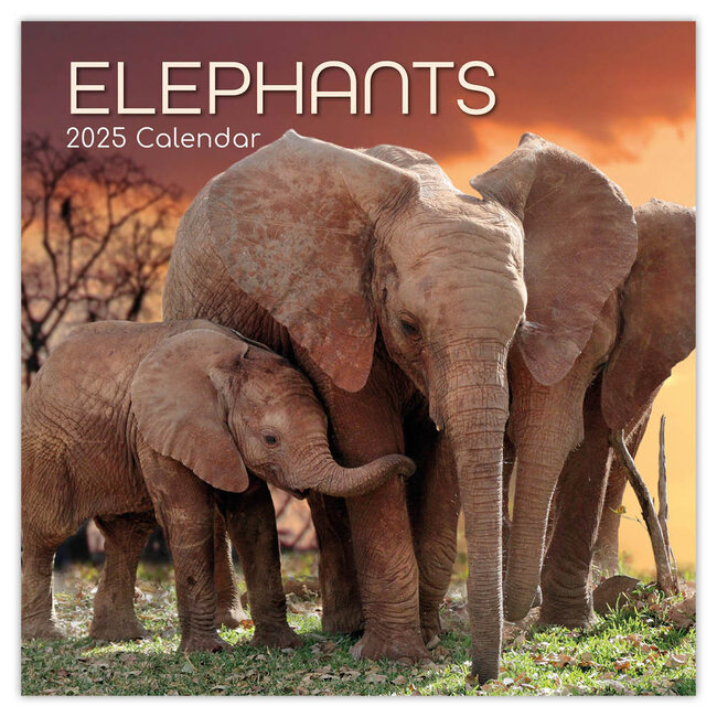The Gifted Stationary Calendrier des éléphants 2025