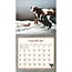 Cows Cows Cows Kalender 2025