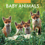 Red Robin Baby Animals Calendar 2025