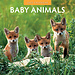 Red Robin Calendrier des bébés animaux 2025