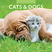 Red Robin Katzen und Hunde Kalender 2025