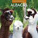 Red Robin Calendario degli alpaca 2025