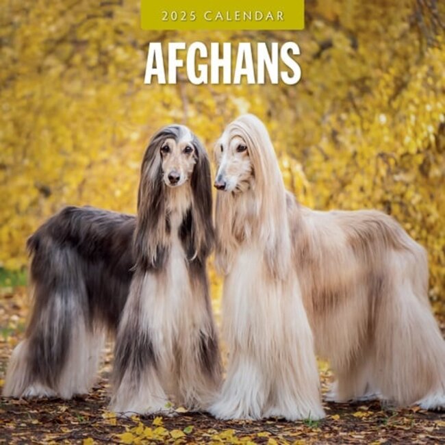 Afghan Hound Calendar 2025