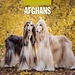Red Robin Calendrier du chien afghan 2025