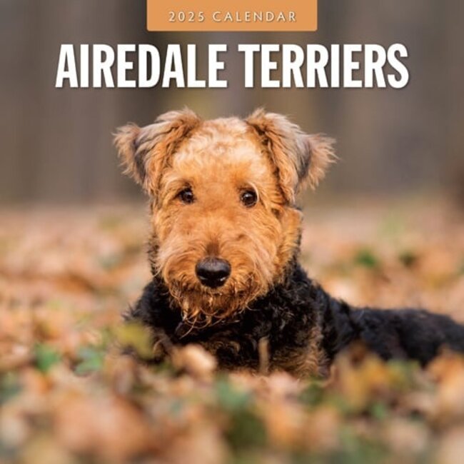 Buy Airedale Terrier Calendar 2025? Quick and easy online