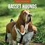 Basset Hound Kalender 2025