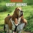 Calendario Basset Hound 2025