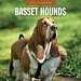 Red Robin Calendrier Basset Hound 2025