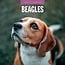 Beagle-Kalender 2025