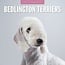 Calendario Bedlington Terrier 2025