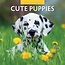 Red Robin Cute Puppies Kalender 2025