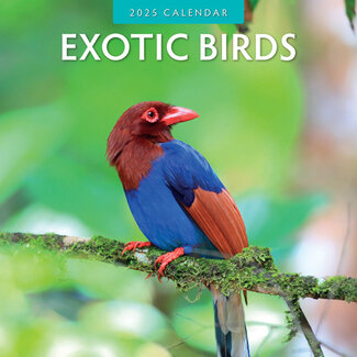 Red Robin Exotische Vögel Kalender 2025
