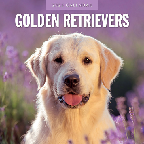 Calendrier Golden Retriever 2025 Acheter des photos du Golden Retriever