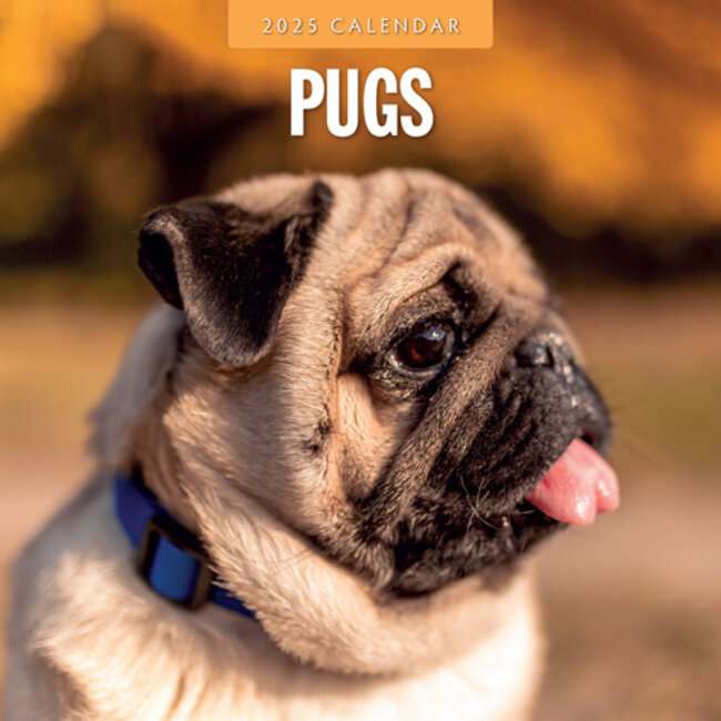 Pug Calendar 2025