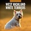 Calendrier West Highland White Terrier 2025