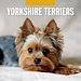 Red Robin Calendario Yorkshire Terrier 2025