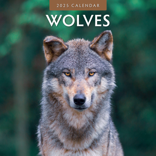 Buying Wolves Calendar 2025? Quick and easy online