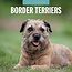 Calendrier Border Terrier 2025