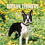 Boston Terrier Kalender 2025