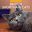 Calendrier British Shorthair 2025