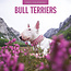 Bull Terrier Calendar 2025