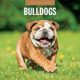 Red Robin Englische Bulldogge Kalender 2025