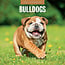 Red Robin English Bulldog Calendar 2025