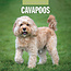 Cavapoos Calendar 2025