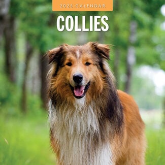 Red Robin Collie - Schottischer Schäferhund Kalender 2025