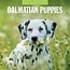 Red Robin Calendrier des chiots dalmatiens 2025