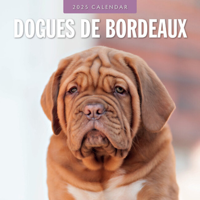 Red Robin Bordeaux Dog Calendar 2025