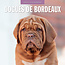 Bordeaux Dog Kalender 2025