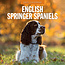 Red Robin English Springer Spaniel Calendar 2025