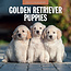 Calendrier des chiots Golden Retriever 2025