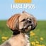 Red Robin Lhasa Apso Calendar 2025