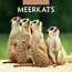 Red Robin Meerkats Calendar 2025