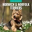 Norwich en Norfolk Terrier Kalender 2025