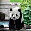 Panda Calendar 2025