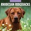 Red Robin Rhodesian Ridgeback Calendario 2025