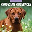 Red Robin Rhodesian Ridgeback Calendrier 2025