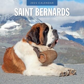 Red Robin Calendrier Saint Bernard 2025