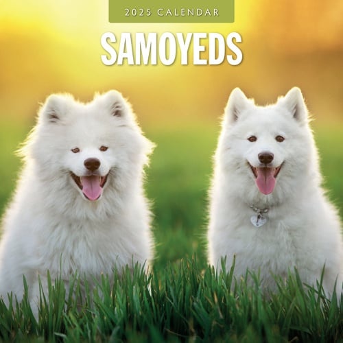 Buying Samoyed Calendar 2025? Easily and quickly ordered online
