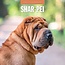 Calendrier Shar Pei 2025