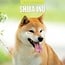 Calendrier Shiba Inu 2025