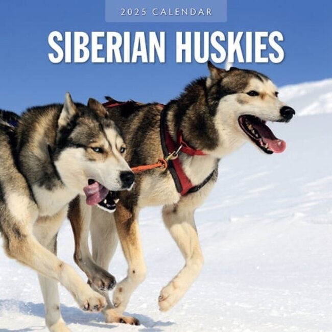 Siberian Husky Kalender 2025