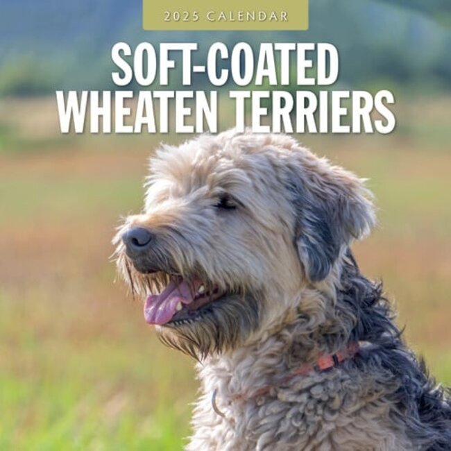 Softcoated Wheaten Terrier Kalender 2025